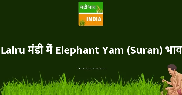 Elephant Yam (Suran) भाव